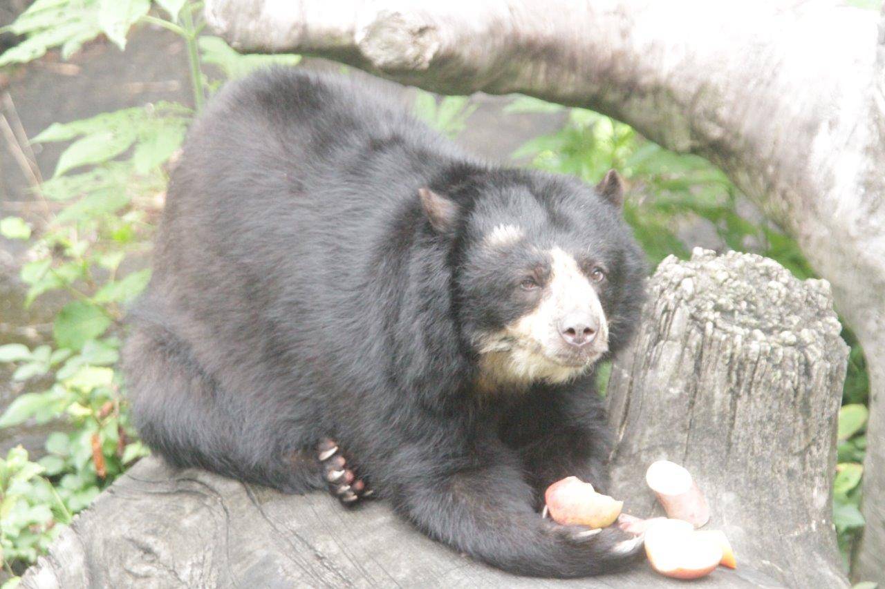 大きな餌は両手を使ってね!の写真