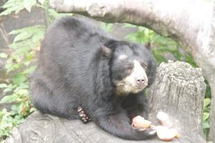 大きな餌は両手を使ってね！