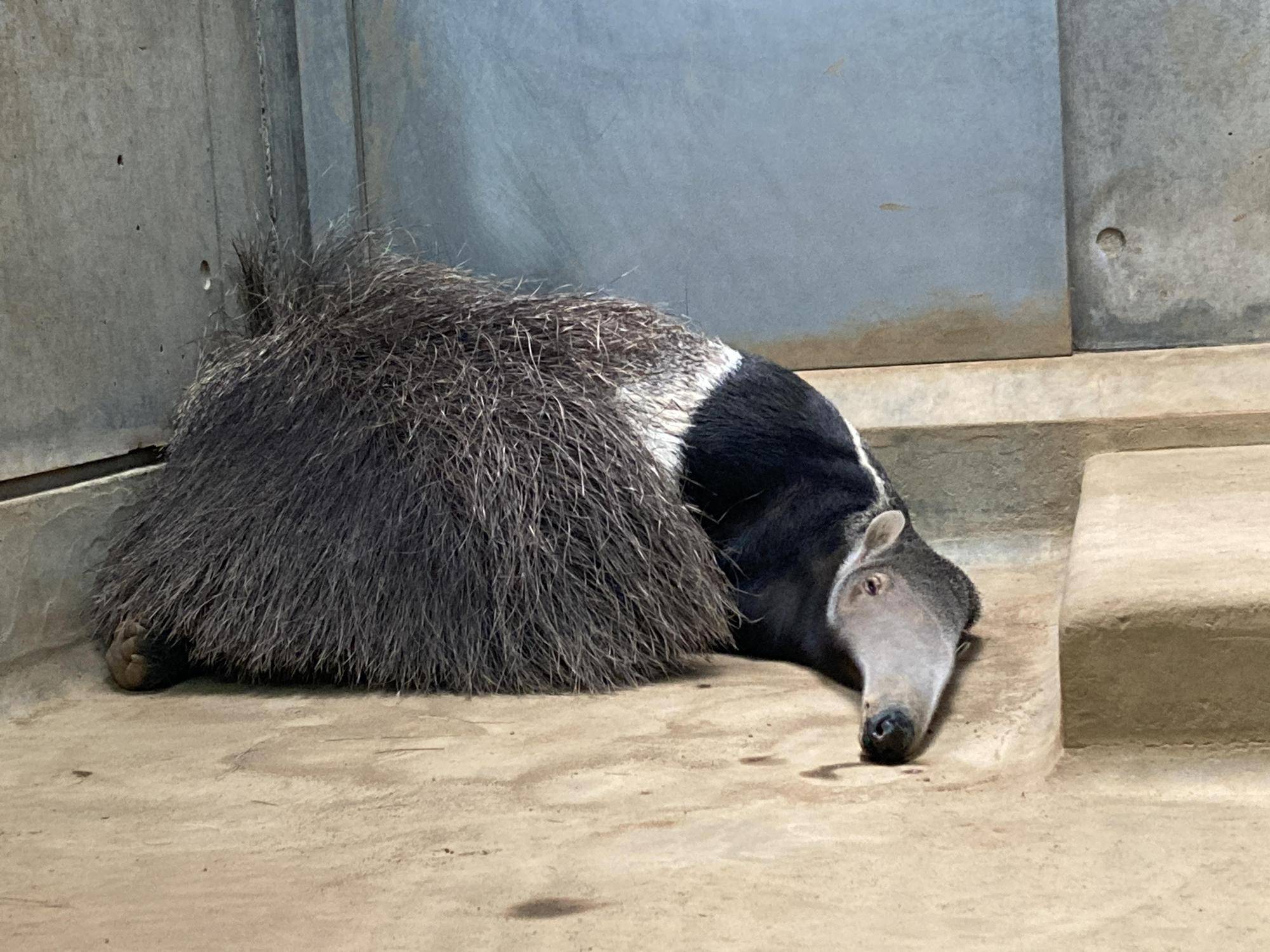 オレオを探せ??の写真
