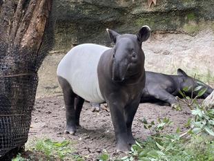 うり坊成長日記 ルーティン編