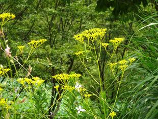 ～　オミナエシ　～