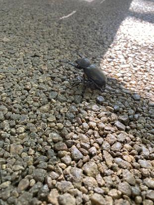 小さい威嚇☆*+。