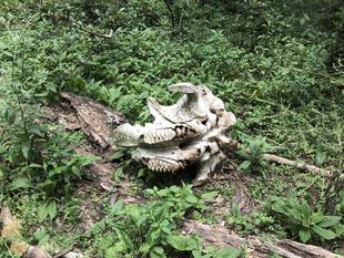 ライオン担当者が見た、アフリカ紀行!~ニャクエリの森・散策編②~