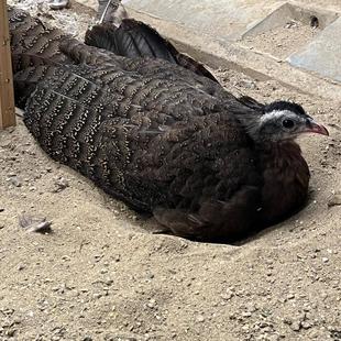 カンムリセイランのリラックスタイム♪