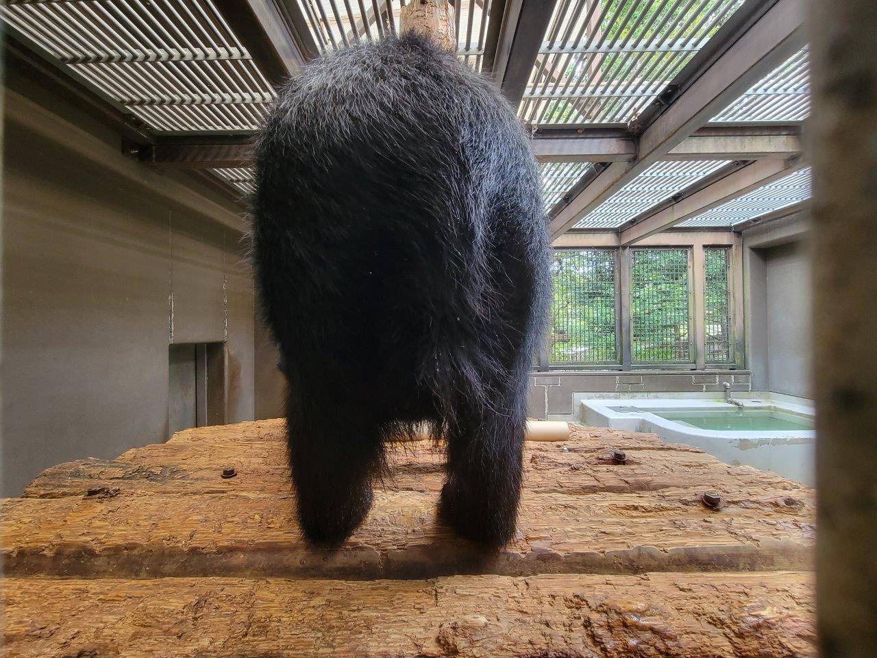 新たなエンリッチメントの試み(メガネグマ②)の写真