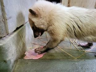 ヤブイヌのフキ近況情報・・・②