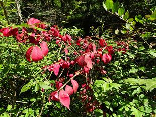 ～　自然体験林　10月編　～