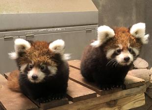 レッサーパンダすくすく成長日記　[１００日]