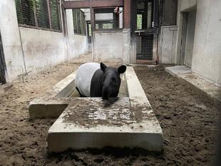 うり坊成長日記　なぜ白目・・・？