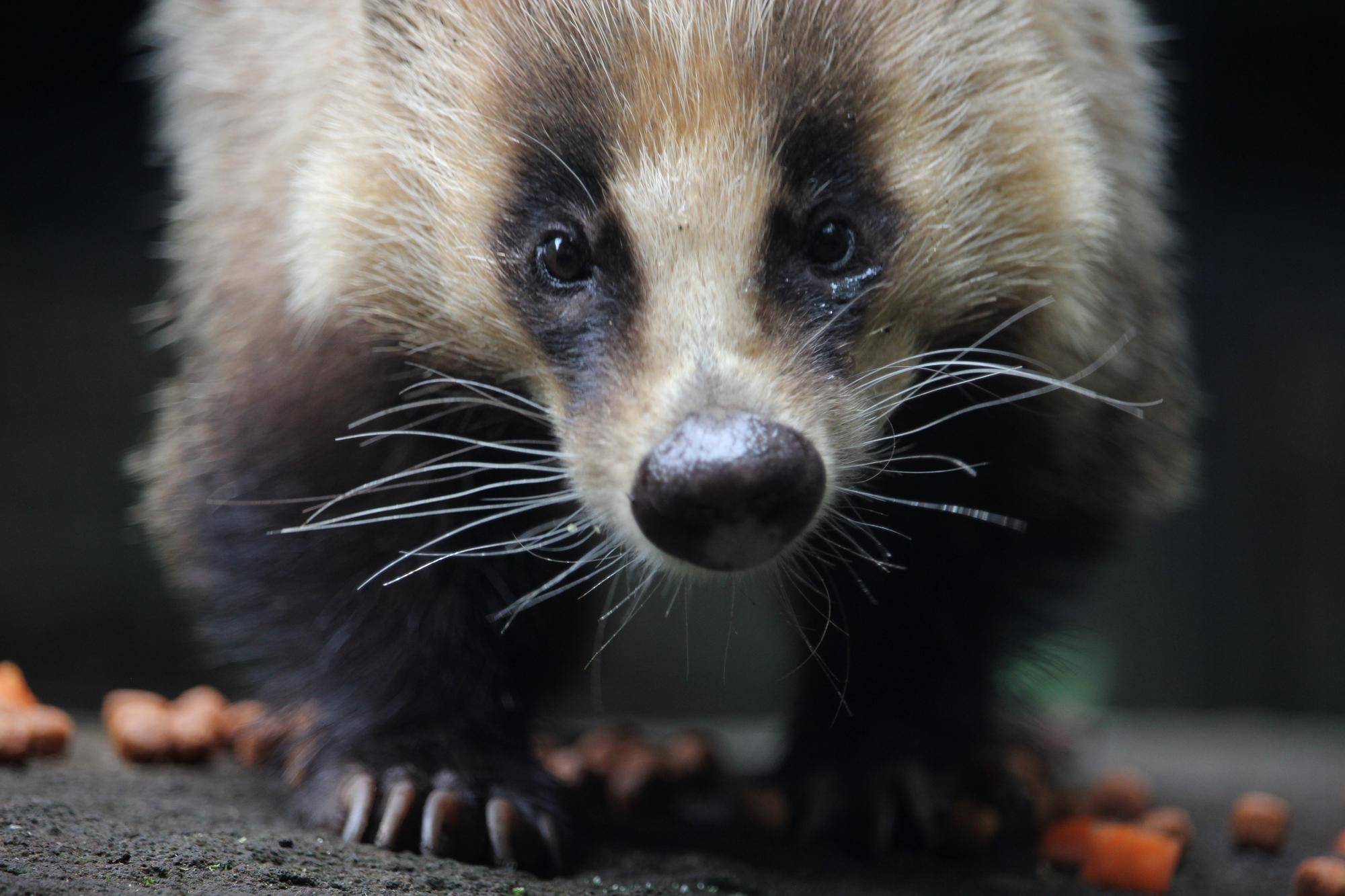 ニホンアナグマの近況の写真