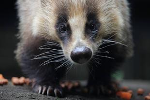 ニホンアナグマの近況