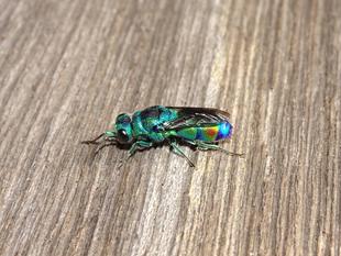 ～　バチる？　～