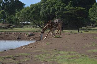 ライオン担当者が見た、アフリカ紀行！～マサイマラ国立保護区・キリンの水の飲み方編～