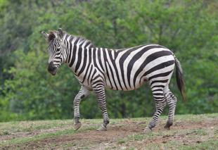 ズーラシアどうぶつ教室「シマウマキーホルダーを作ろう！！」