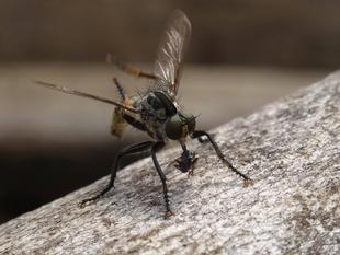 ～　アブる？　～