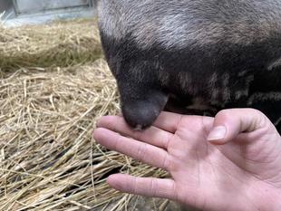うり坊成長日記　大きくなっていくよ編