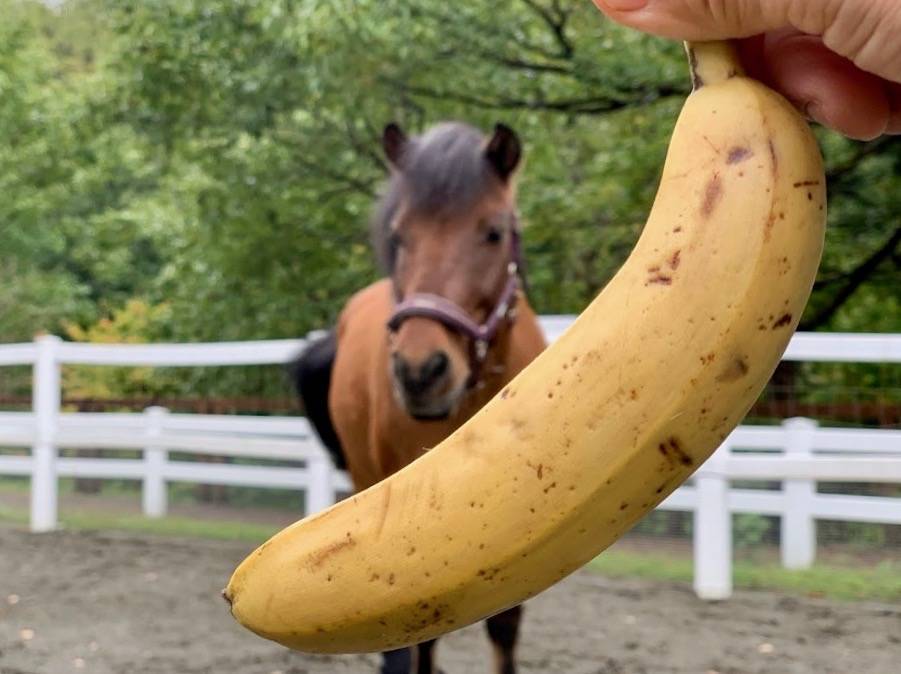 そんなバナナの写真
