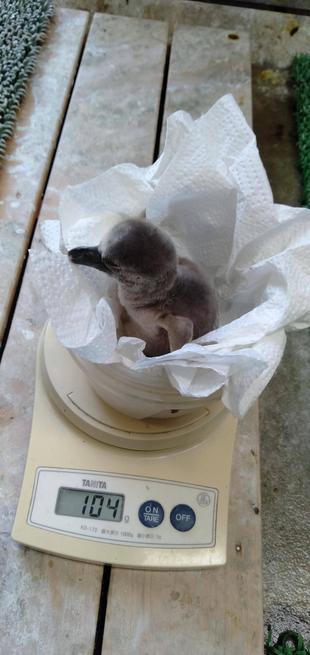 フンボルトペンギンを育てる　その１