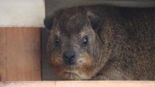 ケープハイラックスのうれしいニュース！