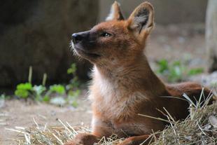 ドールの行動記録１