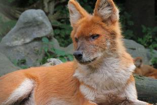 ドローレスとドラの展示のお知らせ