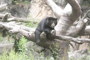 展示場の木の上で・・・