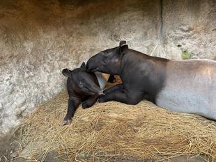 うり坊成長日記　寒くなってきたので...編