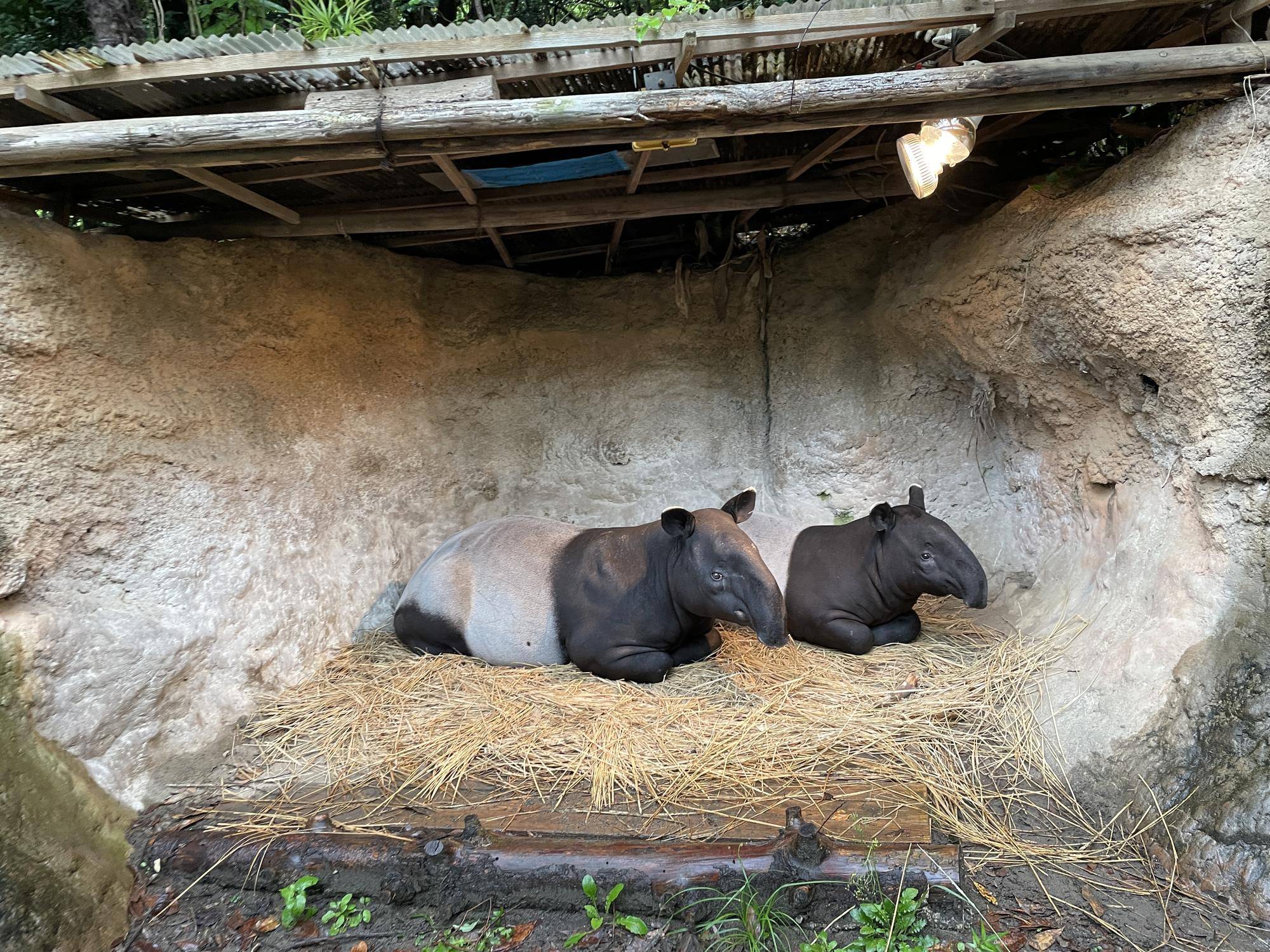 うり坊成長日記 たくさん使ってね編の写真