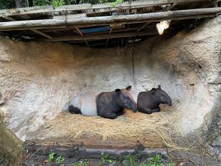 うり坊成長日記　たくさん使ってね編