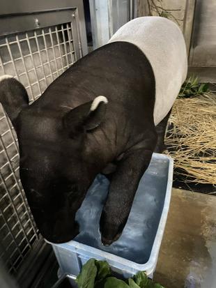 うり坊成長日記　前肢はつけるもの？編