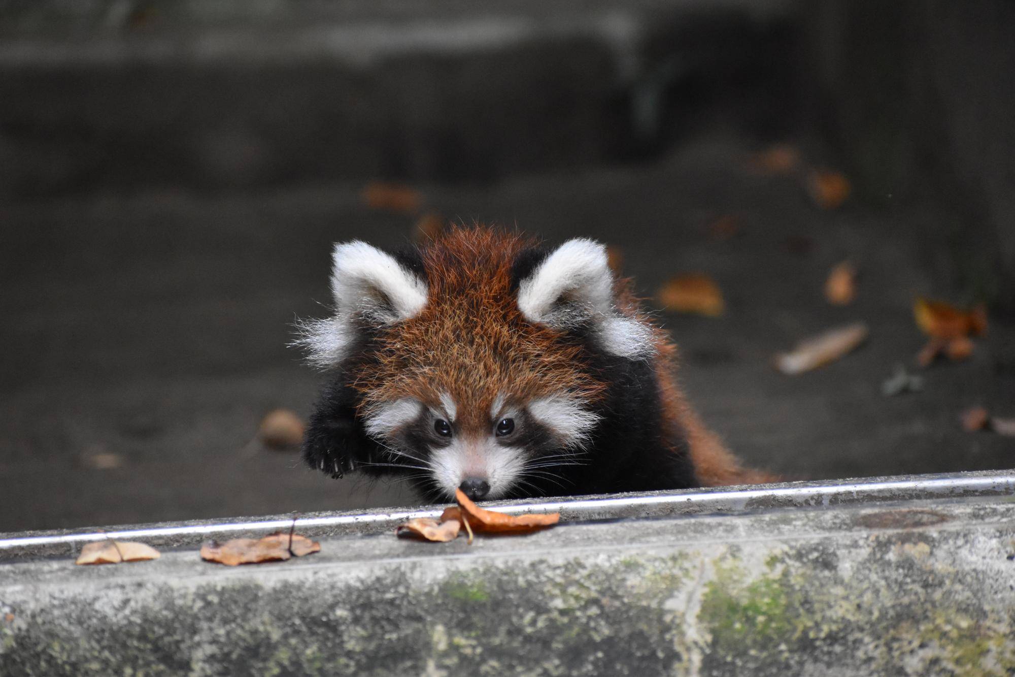 レッサーパンダすくすく成長日記　[いざ、シュート練習？？？]の写真