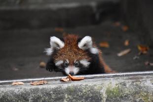 レッサーパンダすくすく成長日記　[いざ、シュート練習？？？]
