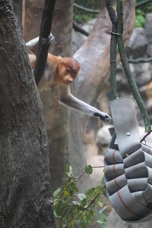 消防ホースで作ったフィーダーを使ってみました！（テングザル編）☆*+。
