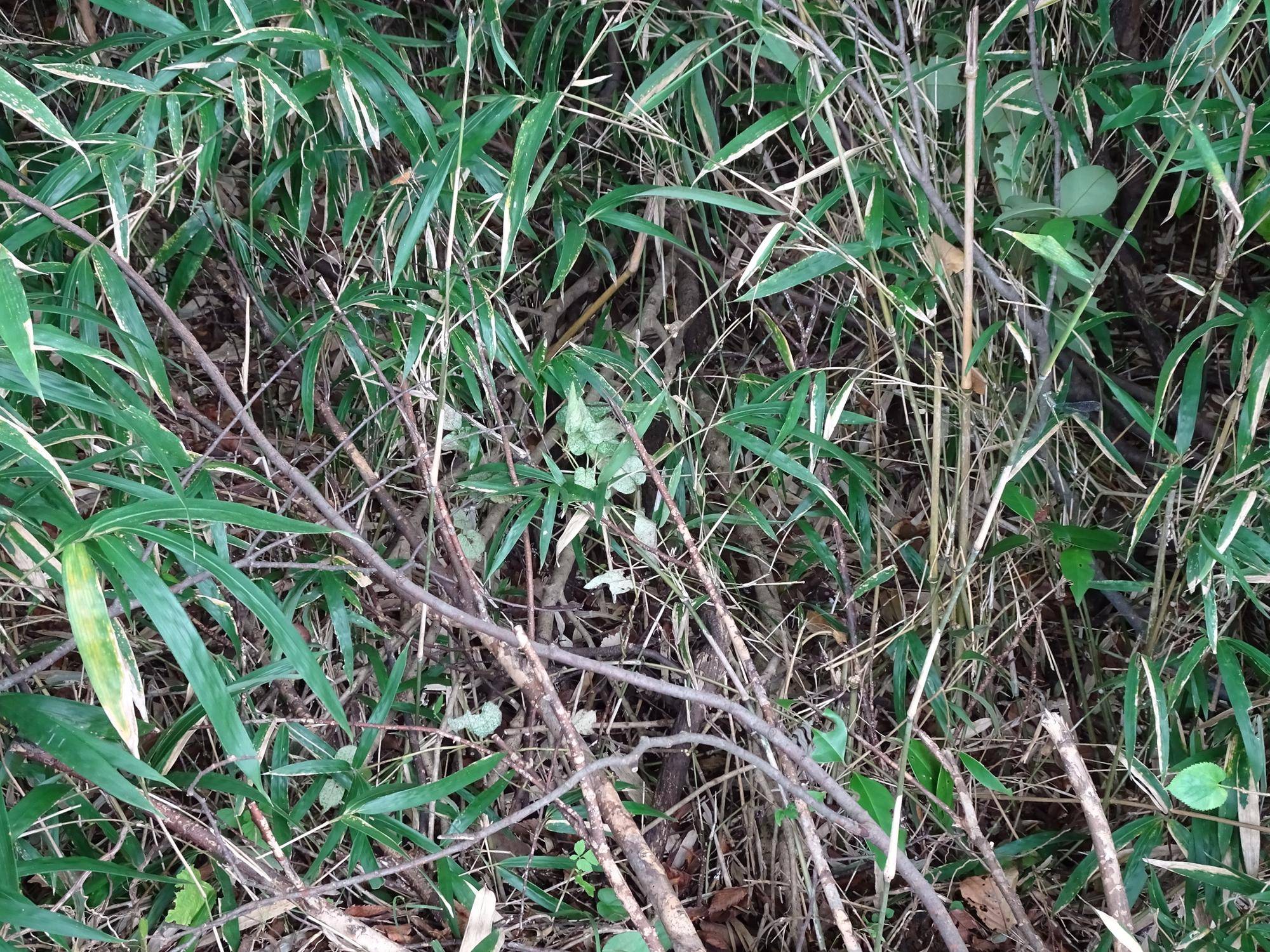 ~ 擬態☆見つけたい! #11 ~の写真