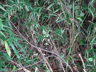 ～　擬態☆見つけたい！　#11　～