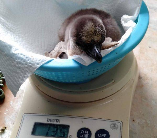 フンボルトペンギンを育てる その2の写真