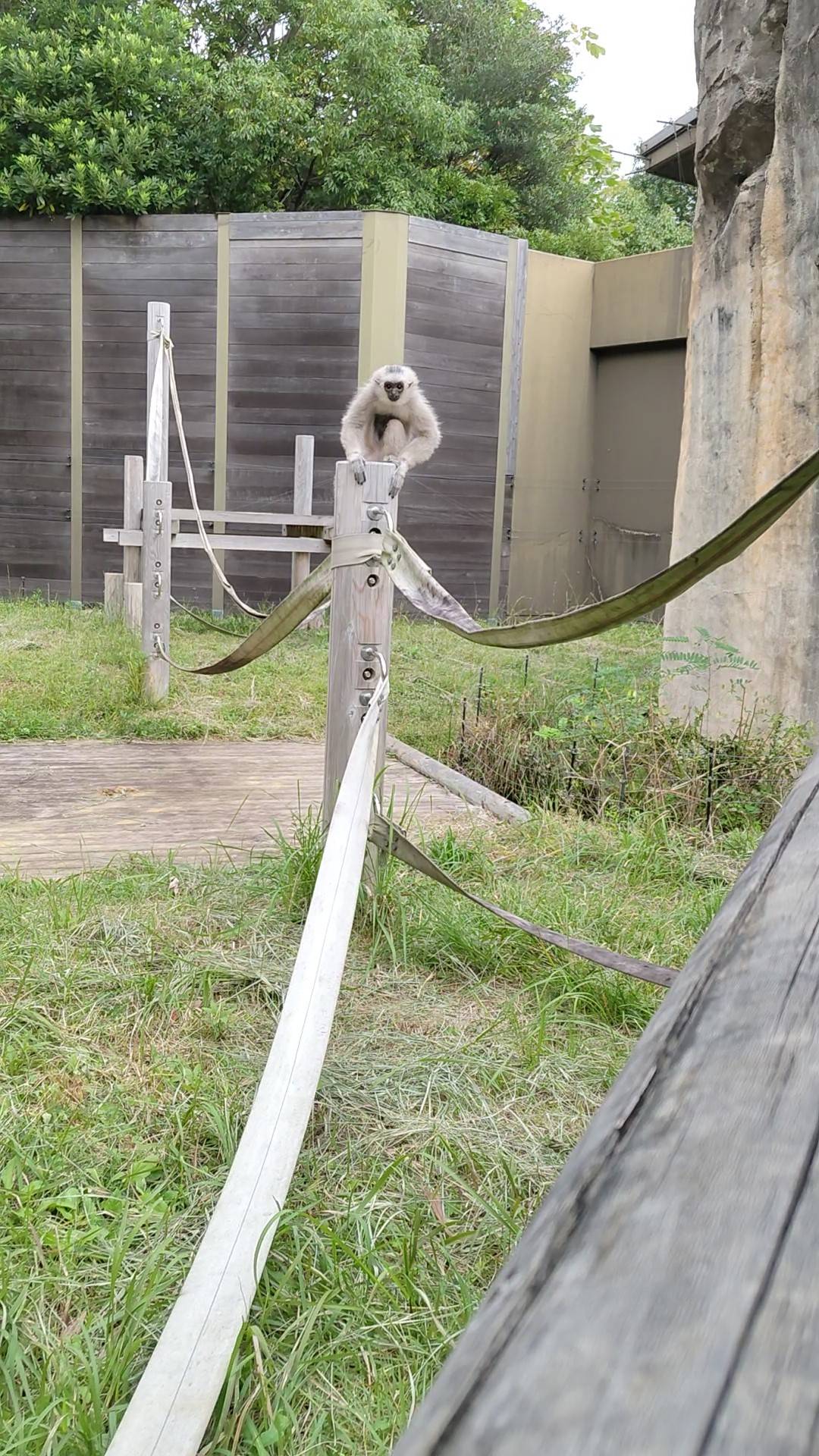 プロイの成長と距離の写真