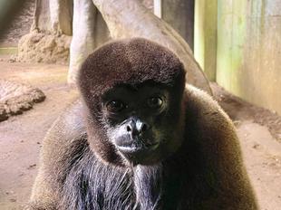 個体紹介看板を作りたい・・・！