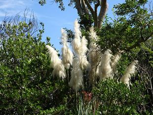 ～　巨大ススキ　～