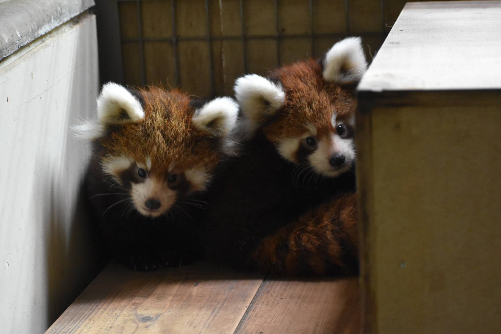 レッサーパンダすくすく成長日記　[ある日の午後]の写真
