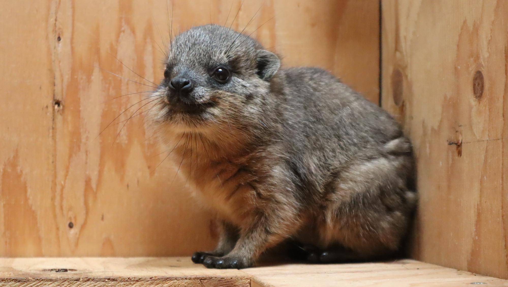 トロロともちの同居②の写真