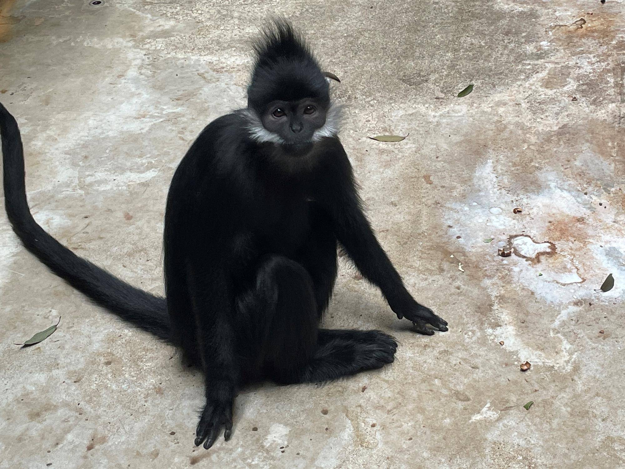 ライム出園のお知らせ!の写真