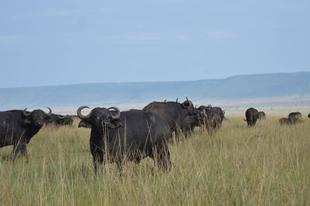 ライオン担当者が見た、アフリカ紀行！～マサイマラ国立保護区・アフリカにシカはいない！？編～