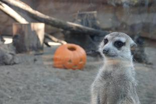 カボチャには興味なし...？