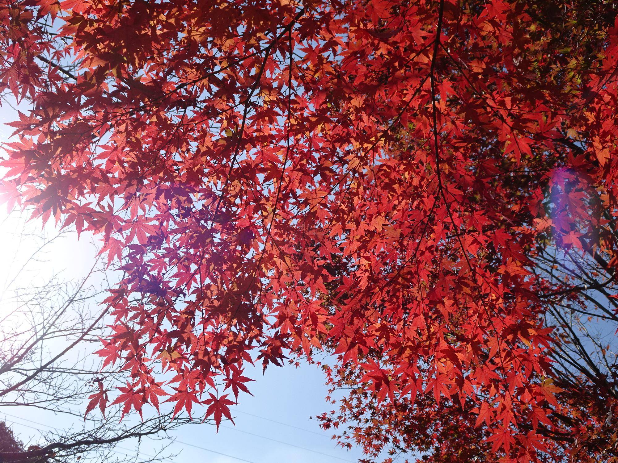 ~ 紅葉 ~の写真