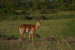 ライオン担当者が見た、アフリカ紀行！～マサイマラ国立保護区・到着編～