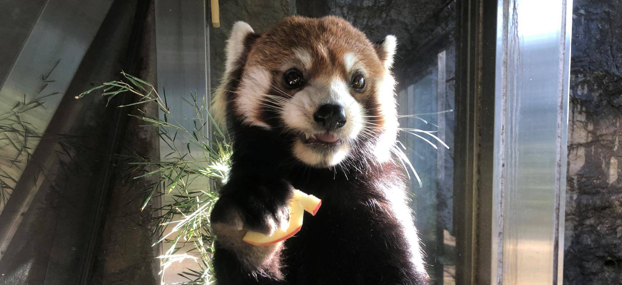 レッサーパンダ舎のハロウィン① ~まめたろう~の写真