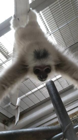 プロイの成長と遊び