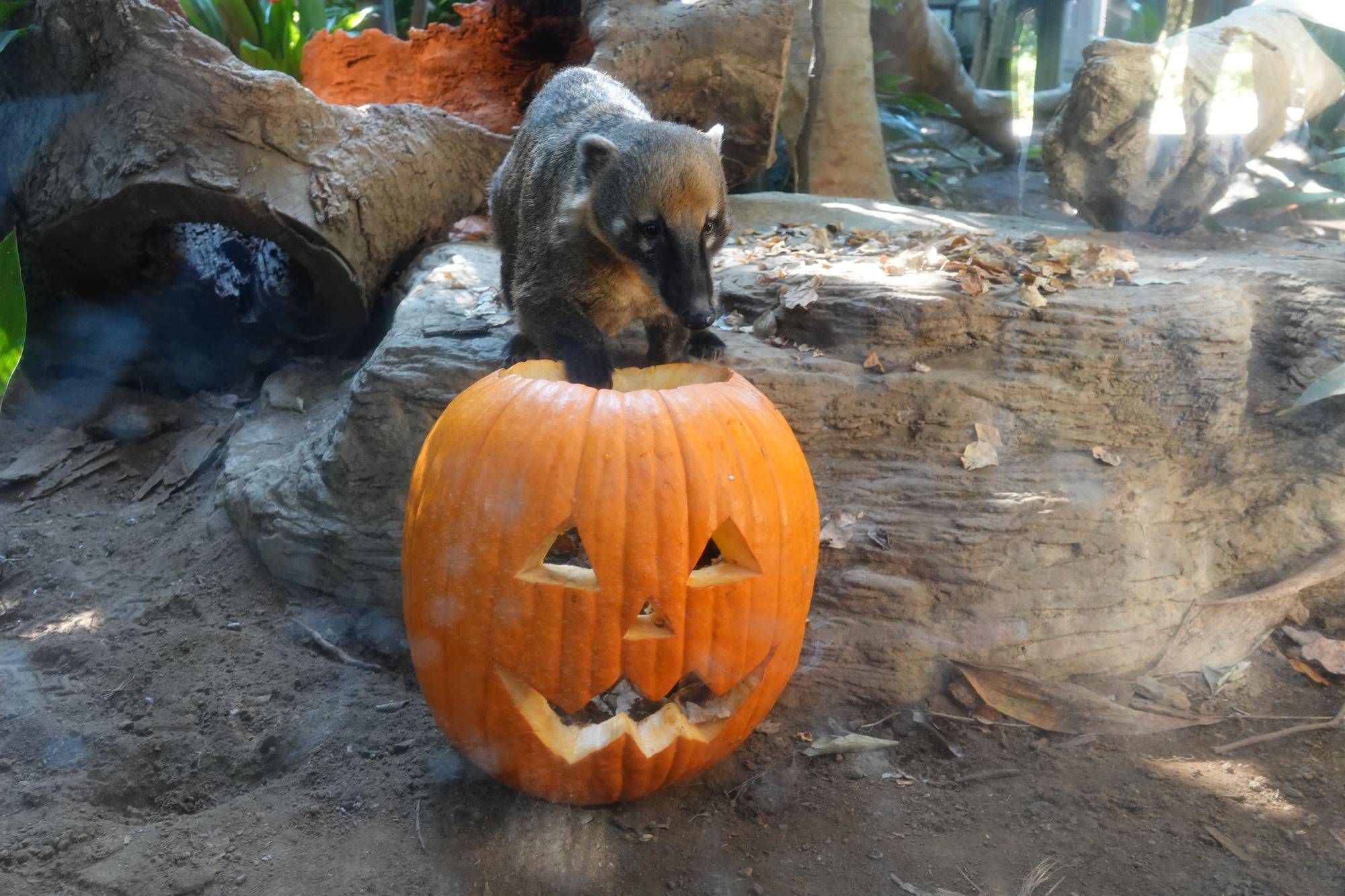 アカハナグマのハロウィン★の写真