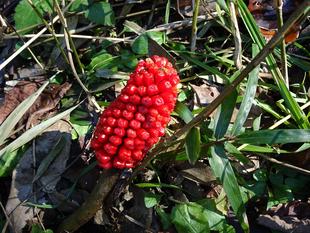 ~ ウラシマソウ2 ~